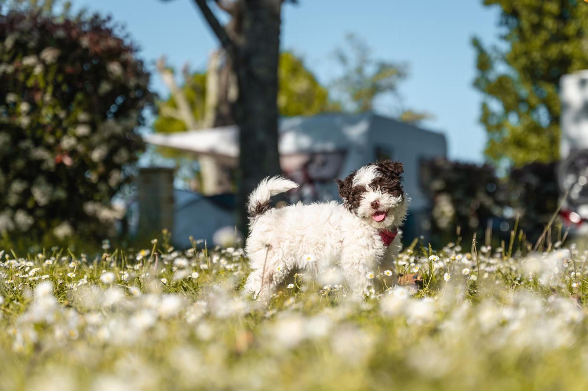 Camping Rcn La Bastide En Ardeche Sampzon エクステリア 写真
